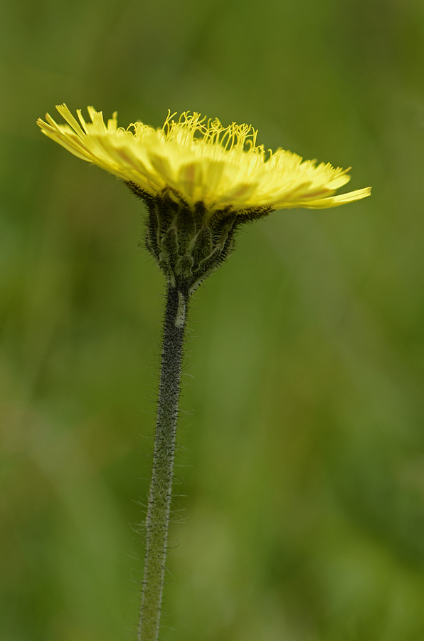Asteracea da id. - Hieracium  cfr. hoppeanum